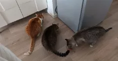 avatar petsitter
