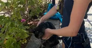 avatar petsitter