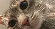 avatar petsitter