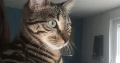 avatar petsitter
