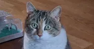 avatar petsitter