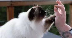 avatar petsitter