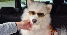 avatar petsitter