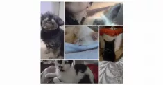 avatar petsitter