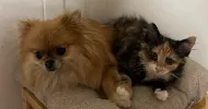 avatar petsitter