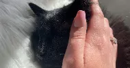 avatar petsitter