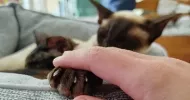 avatar petsitter