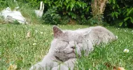 avatar petsitter