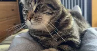 avatar petsitter