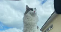 avatar petsitter