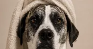avatar petsitter