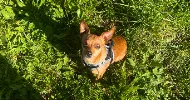 avatar petsitter