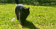avatar petsitter