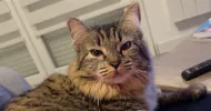 avatar petsitter