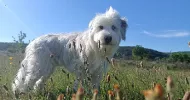 avatar petsitter