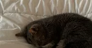 avatar petsitter