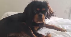 avatar petsitter