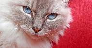 Thibault cat sitter à Asnières-sur-Seine 92600