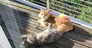 avatar petsitter