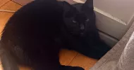 avatar petsitter