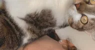 avatar petsitter