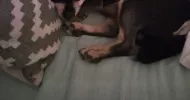 avatar petsitter