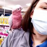avatar petsitter