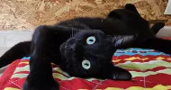 avatar petsitter