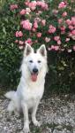 DALIA dog sitter à SAINT MEDARD D'EYRANS 33650