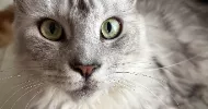avatar petsitter