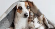 avatar petsitter