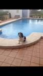 Kenza pet sitter à Châtillon 92320