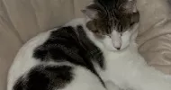 avatar petsitter