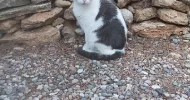 avatar petsitter