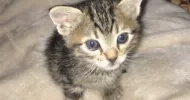 avatar petsitter