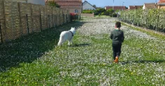 avatar petsitter