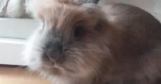 avatar petsitter