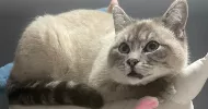 avatar petsitter