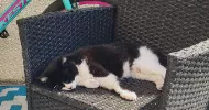 avatar petsitter