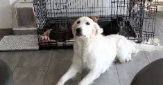 avatar petsitter
