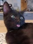 avatar petsitter