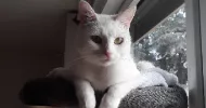 avatar petsitter