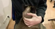 avatar petsitter