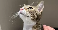 avatar petsitter