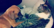 avatar petsitter