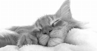 avatar ps Animaute.fr