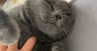 avatar petsitter