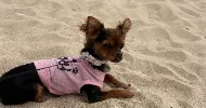 avatar petsitter