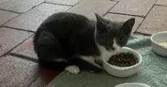 avatar petsitter