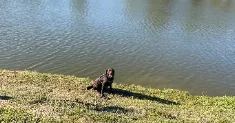 avatar petsitter